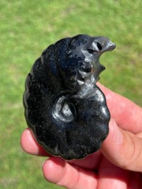 Image 7 of Black Ammonite Fossil With Pyrite | Madagascar #2634