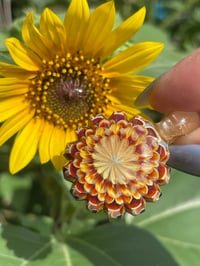 Image 6 of mini marigold