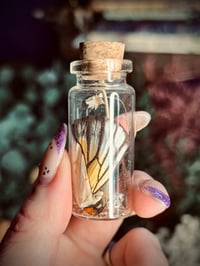 Image 2 of Mini Oddity Jar