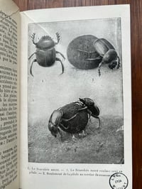 Image 10 of La vie des insectes de J-H. Fabre, 1935!