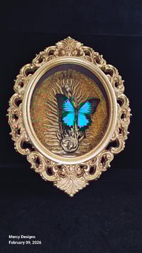 Image 2 of Taxidermy spiders & bats