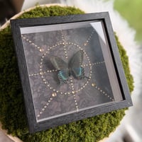Image 2 of Papilio Paris 