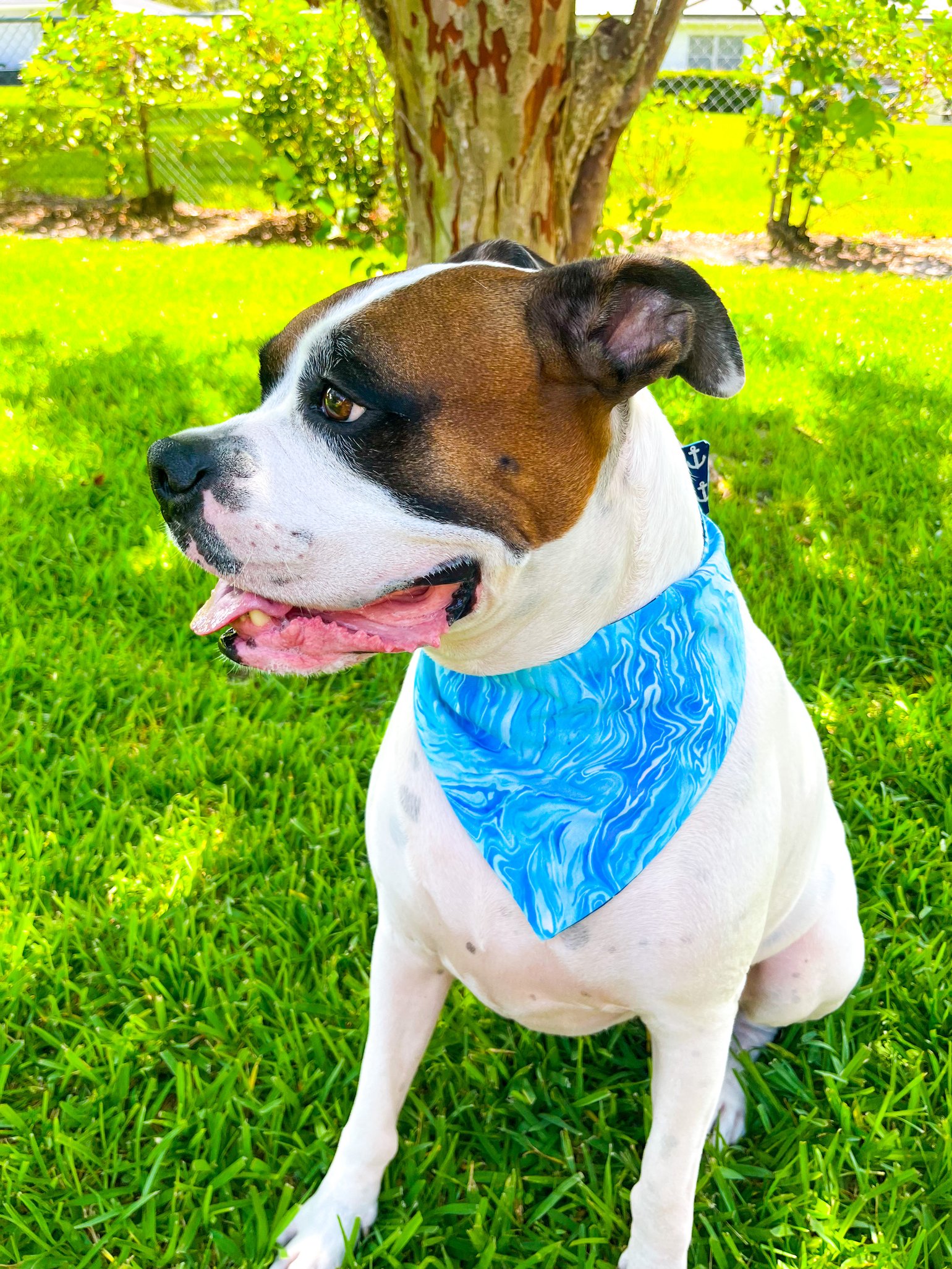 Tampa Rays Bandana 