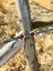 Image of Wild rose stud 