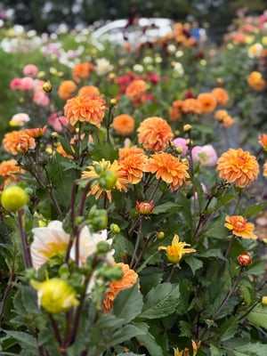 Image of Pick your own themed events 2026