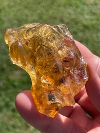 Image 7 of Amber Specimen #1944