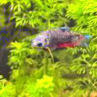 Image of Mixed Sorority (5x Females) PRE-ORDER