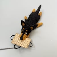 Image 2 of Australian Kelpie “black & tan”