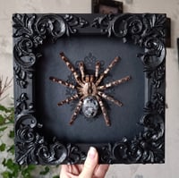 Large Ornamental Tarantula