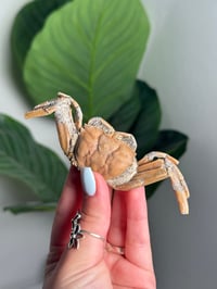 Image 1 of 15 MILLION YEAR OLD FOSSILIZED CRAB -MADAGASCAR- B