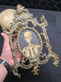 Image 3 of STATEMENT LARGE - ANTIQUE ANATOMICAL COLLECTION - Preserved web