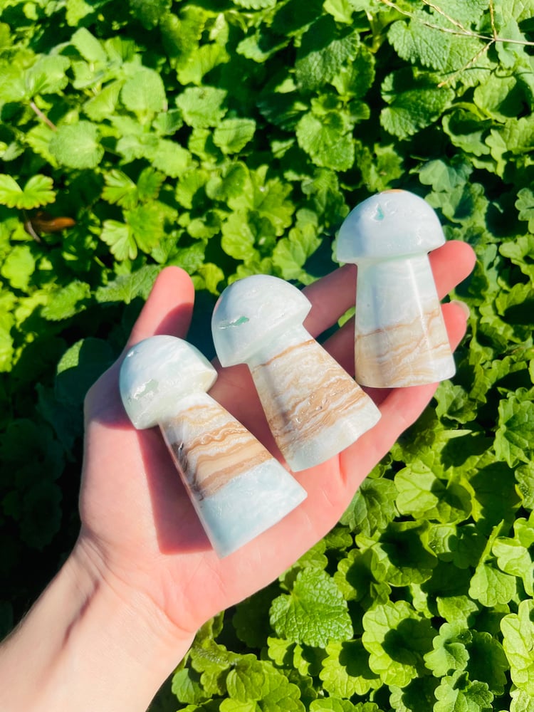 Image of Caribbean Calcite Mushrooms