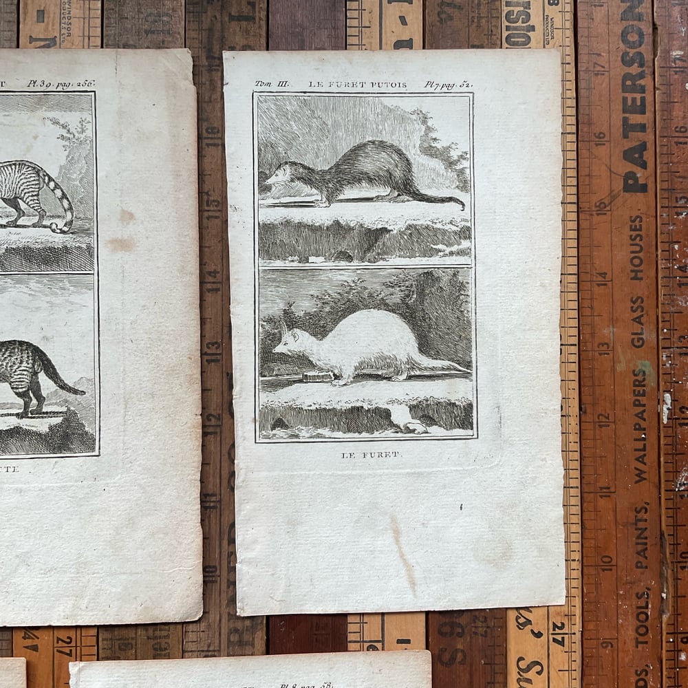 Image of French Animal Engravings set no.2