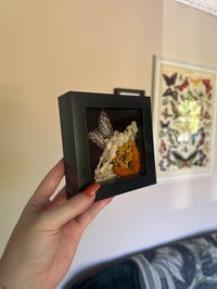 Image 2 of Common Mapwing Frame