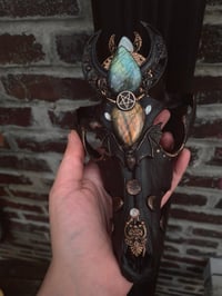 Image 17 of Spellbound adorned coyote skull 