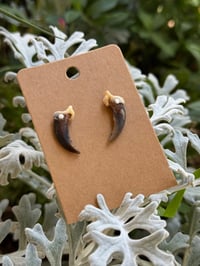 Image 1 of COYOTE CLAW STUDS