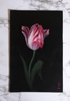 Original ‘Semper Augustus Tulip’ Painting