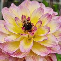 Image 1 of Pollinator Dreams Mix seeds