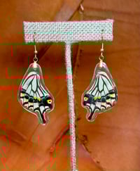 Image 1 of Xuthus Swallowtail Hindwings