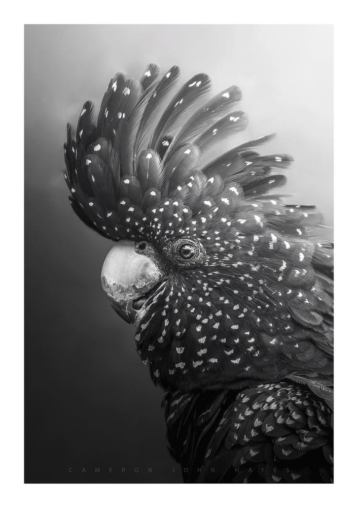 Image of Female Red-tailed Black Cockatoo