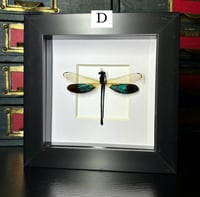 Image 5 of damselfly