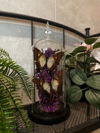 Image 2 of Serville Kite Glass Dome