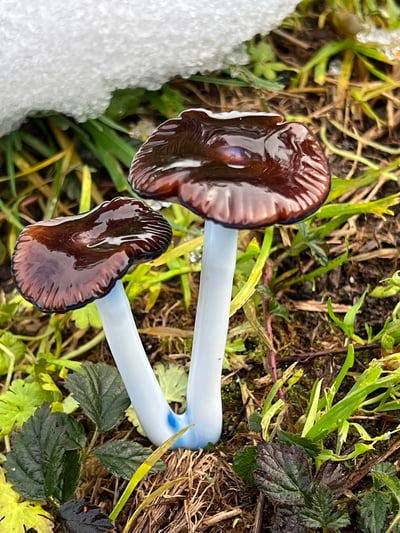 Image of Pair Of Wavy Capped Blue Staining Mushroom Plant Spike