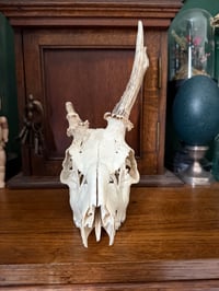 Image 1 of malformed roe deer large