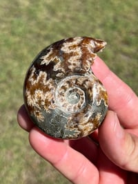 Image 2 of Ammonite Fossil | Madagascar #2994