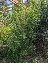 Image 4 of Black Gooseberry : Ribes divaricatum