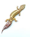 Bold Stripe Bell (PROVEN BREEDER