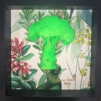 Paradise Broccoli 