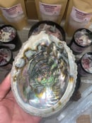 Image 4 of Abalone Shell 