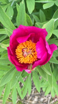 Image 4 of Odc 30 - pink 2