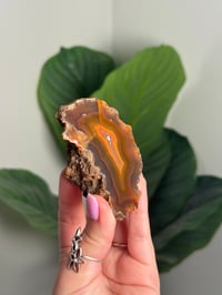 Image 2 of CONDOR AGATE -ARGENTINA- D
