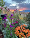  Tranquil Autumn Garden Mug - Green