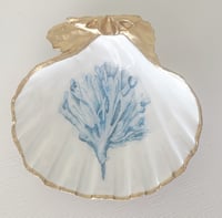 Blue Coral | Large Trinket Shell