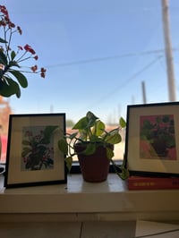 Image 3 of Euphorbia Study