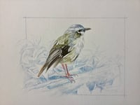 Image 2 of Grey-headed Robin