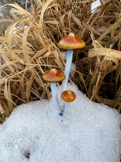 Image of 3 Dune Grass Mushroom Plant Spike