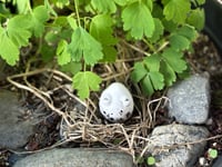 Image 2 of Shellbert