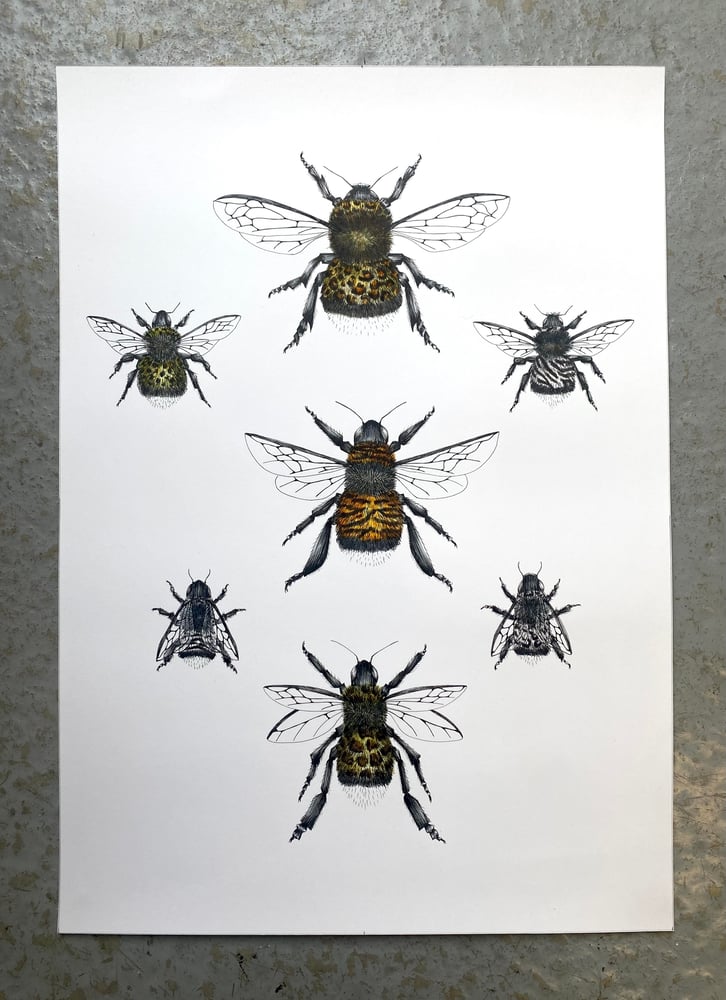 A Collection of Bees