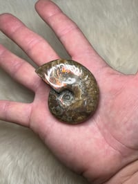 Image 12 of Large Opalized Ammonite Shell Fossil #2415