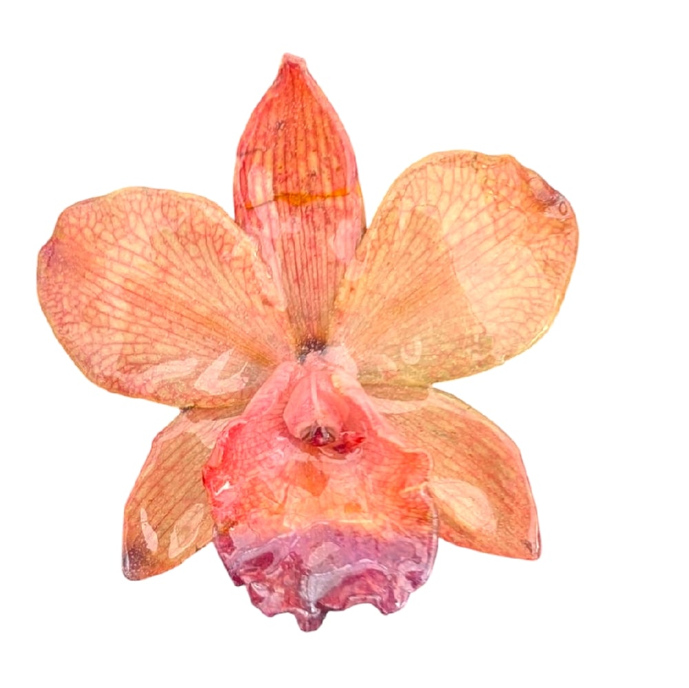 Image of Cattleya Orchid Hair Clip