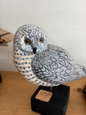 Image of Grey small owl 