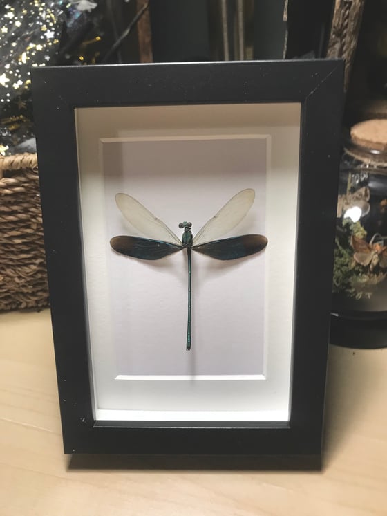 Image of Damsel Fly Frame 