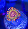 Speckled krakatoa zoa