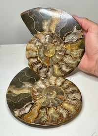 Image 1 of Large Ammonite Fossil Pair #2594