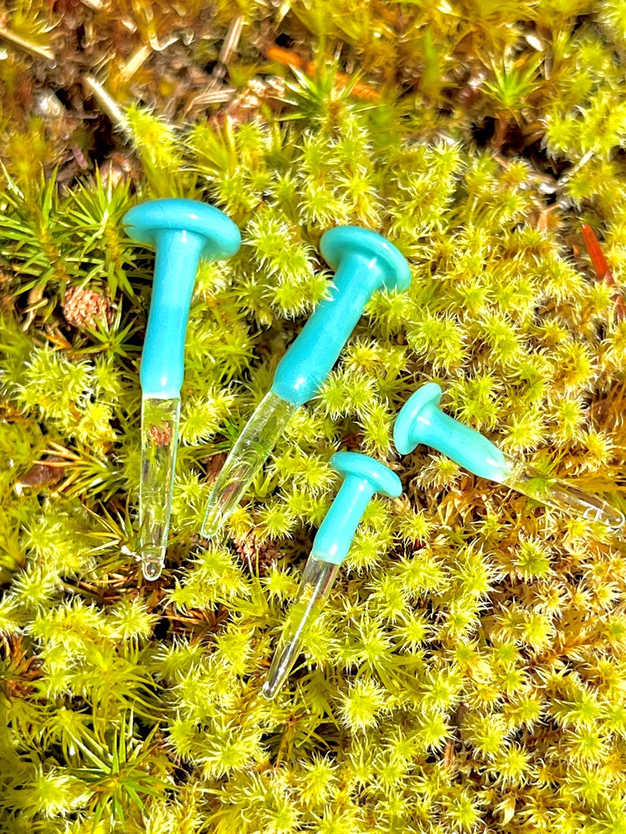 Image of 4 Blue Mushroom Plant Spikes