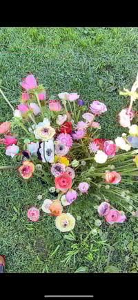 Image 8 of Ranunculus Corm - Specialty Cut Flower Varieties 